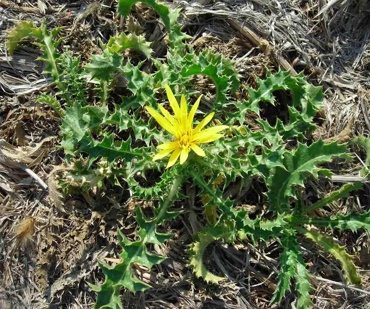 Scolymus hispanicus